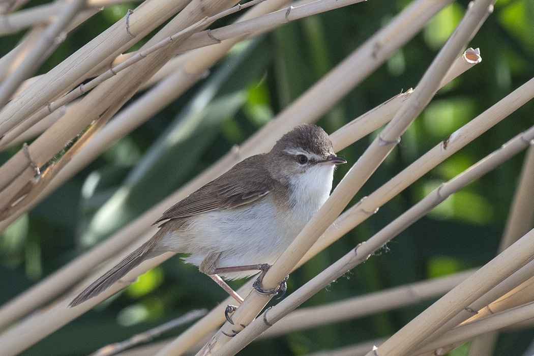 Paddyfield Warbler